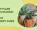 Cheap Plant Shops in Dubai