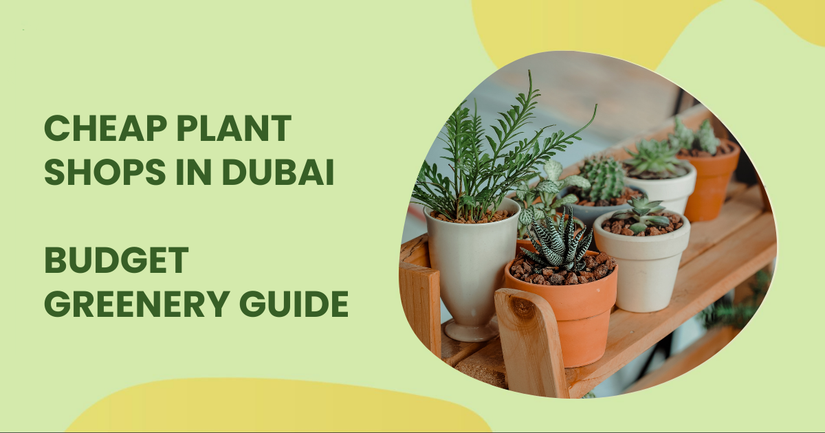Cheap Plant Shops in Dubai